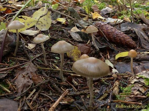 Lysohlávka tajemná česká - Psilocybe serbica var. bohemica - Kudluv fotoatlas hubKudluv fotoatlas hub