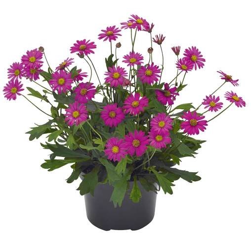 Brachyscome multifida Magenta Delight
