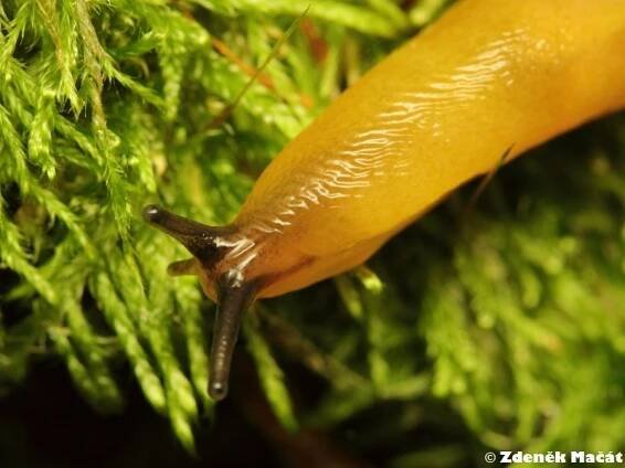 Malacolimax tenellus - slimák žlutý | Limacidae - slimákovití | Natura Bohemica