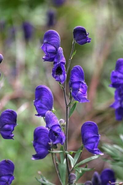 Aconitum napellus