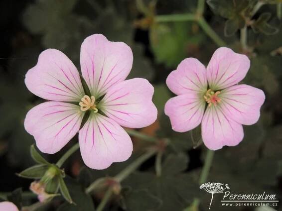 Geranium 'Dusky Crûg' | Perenniculum