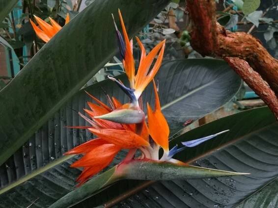 Strelitzia reginae (Strelicie královská) - eshop, prodej, semena, rostliny, pěstování, fotografie, množení, popis, atd