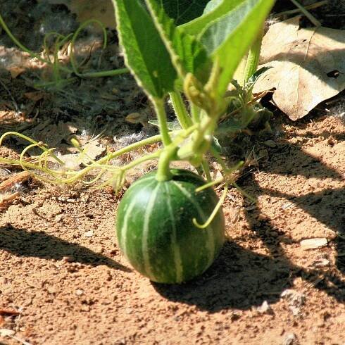Cena: €2.05 – Calabazilla - Buffalo Gourd Seeds (Cucurbita...