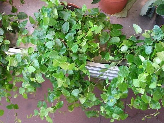 Ficus pumila (Fíkovník šplhavý) - eshop, prodej, semena, rostliny, pěstování, fotografie, množení, popis, atd. -> www.rostliny.net