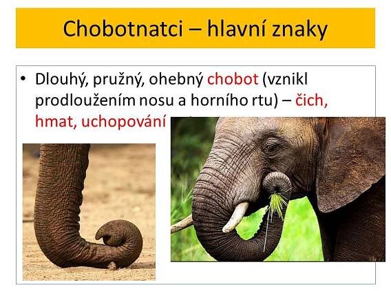 Ploutvonožci, kytovci … – Materiály pro žáky ZŠ