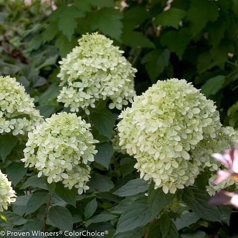 Little Lime® Hydrangea