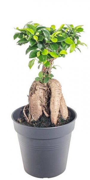 Fíkus, Ficus microcarpa, bonsaj, květináč 12 cm skladem