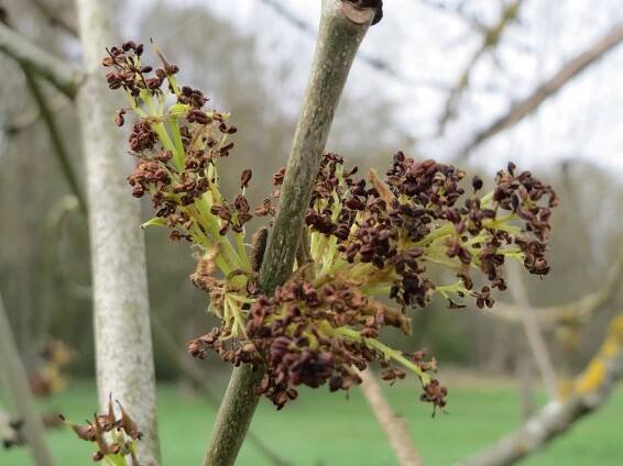Soubor:20150416Fraxinus excelsior2.jpg – Wikipedie