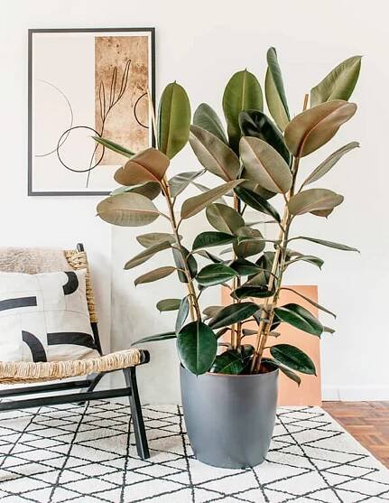 Ficus Elastica 'Robusta' - Plant World London