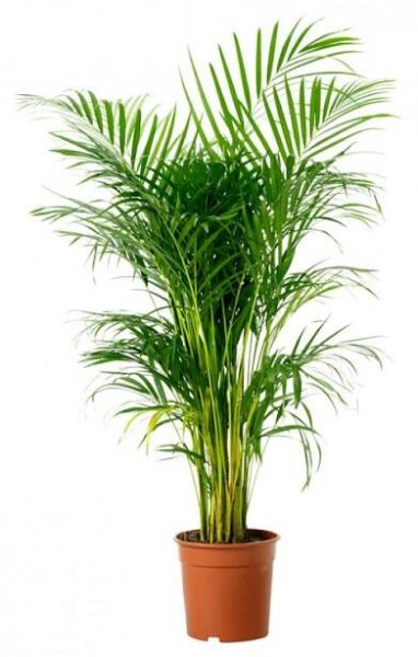Areca Lutescens (chrysalidocarpus) 29x150cm