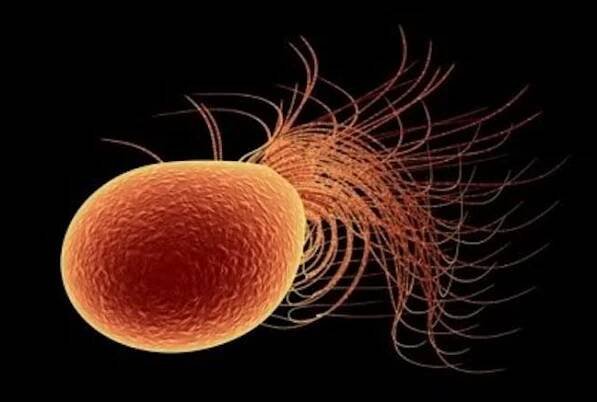 Miluje teploty nad bodem varu a možná zachrání evropská auta: Pyrococcus