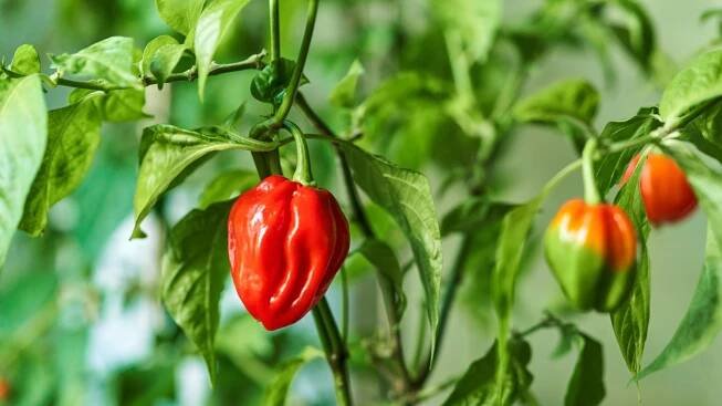 Muž vyzkoušel jeden z nejpálivějších druhů chilli papriček. Vypálil si díru do jícnu!