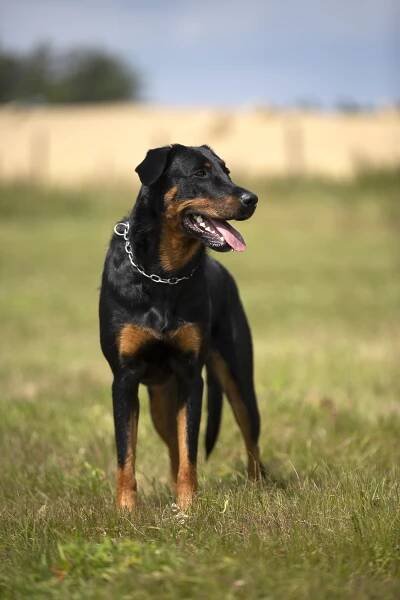 Beauceron - přijímáme rezervace na štěňata s PP - Dogslife.cz