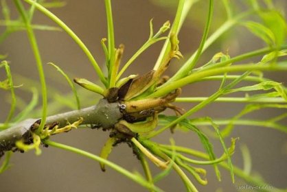 Jasan ztepilý Erosa - jarní listy (Fraxinus excelsior)