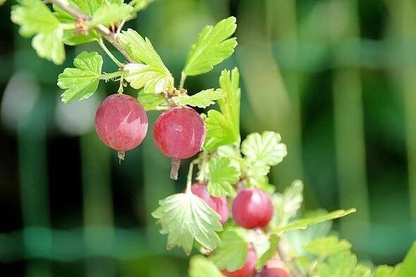 ANGREŠT SRSTKA – RIBES UVA-CRISPA - Citrus-shop.cz