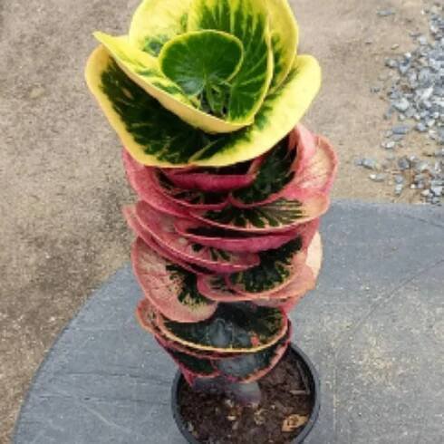 Codiaeum-vari-0