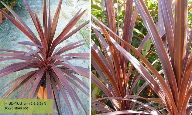 Cordyline Australis 'Red Star' (New Zealand Cabbage Tree) - Image 3