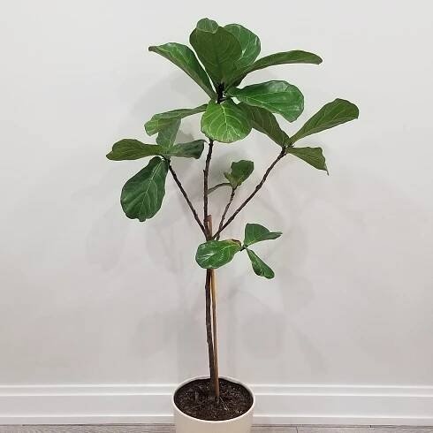 Ficus lyrata Fiddle-leaf-fig indoor plants tree form Officeplants houseplants Toronto Mississauga Brampton Burlington Oakville GTA