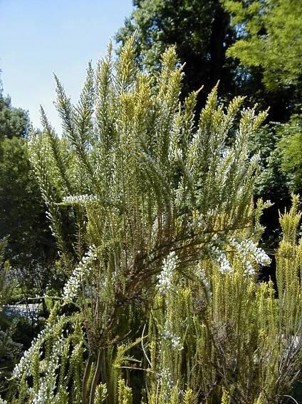 Soubor:Fabiana imbricata HRM2.jpg