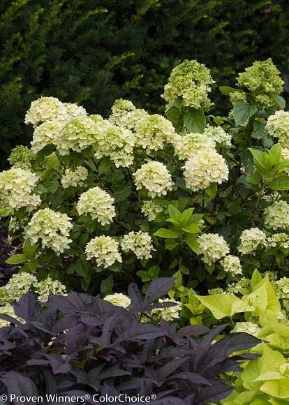Little Lime® - Panicle Hydrangea - Hydrangea paniculata Images | Proven Winners