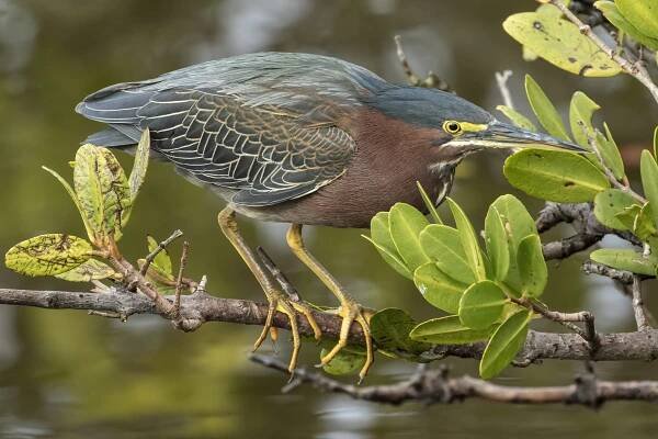 Bird Photography – Mike Matthews Photography