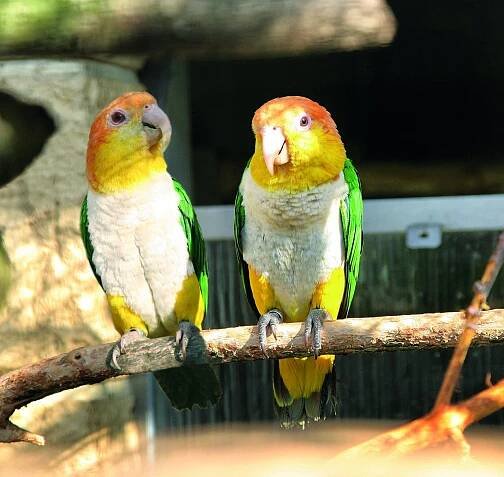 Unikátní papouščí ZOO v Bošovicích láme rekordy v návštěvnosti • Zprávy z Moravy