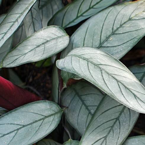 Calathea Setosa (Ctenanthe Setosa) - Teak And Terracotta