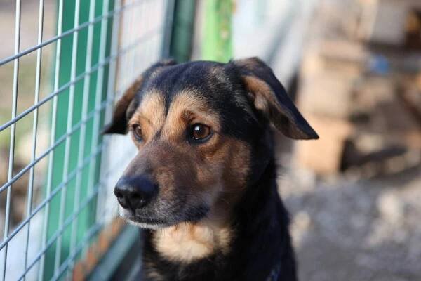 Psi k adopci z útulků, azylů a neziskových organizací