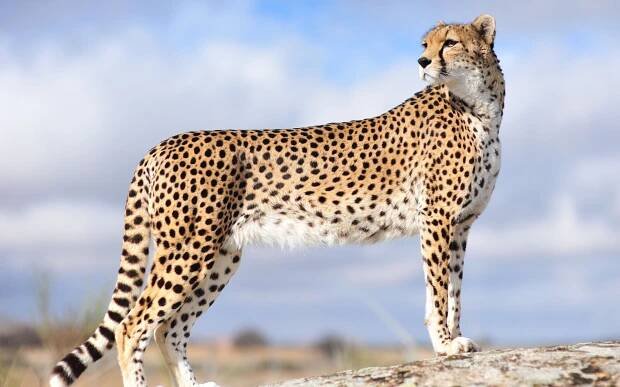 The Iranian (Asiatic) Cheetah: A Critically Endangered Species
