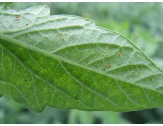 BIOAGENS-CS : Biologická ochrana rostlin:Dravý roztoč Phytoseiulus persimilis 100 ks/bal., proti svilušce chmelové do skleníku