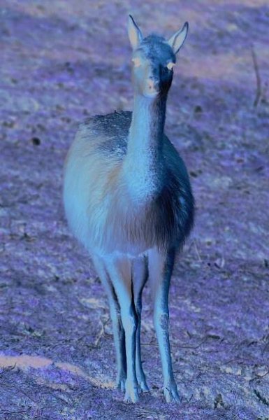 Jihoamerická pampa | Zoo Plzeň