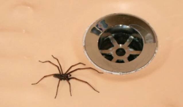 Arachnofobie