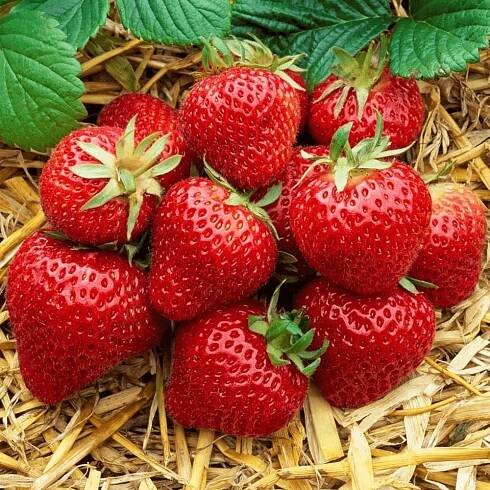 Fragaria 'Honeoye'