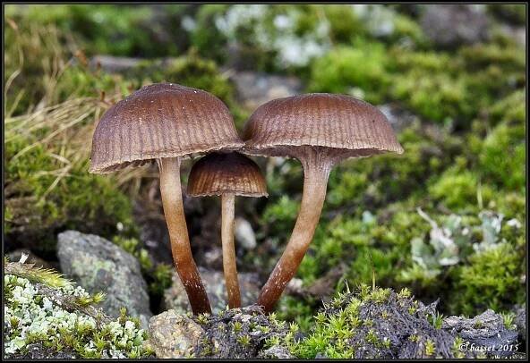 Lysohlávka horská - Psilocybe montana (Pers.) P. Kumm. | www.ohoubach.cz