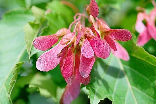 Javor ginnala (Acer ginnala)