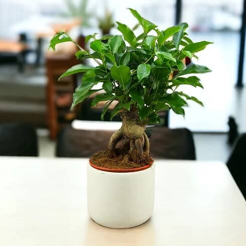 piękny i odpowiednio zadbany fikus Bonsai 'Ginseng’