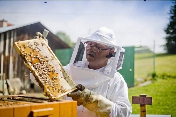 Zlínský kraj rozdělí včelařům milion korun - ZLIN.CZ
