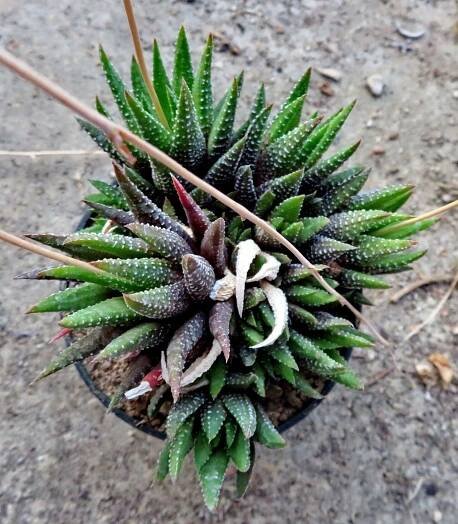 × Astrolista bicarinata (Haw.) Molteno & Figueiredo (Světová flóra)