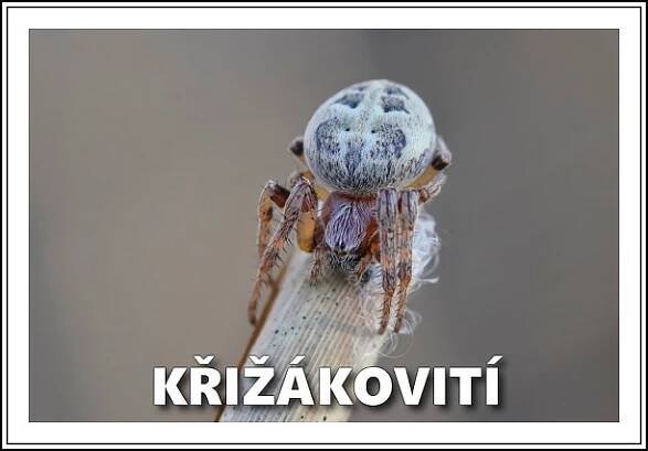 Pavoukovci - Fotografie zvířat a přírody - Monika Suržinová