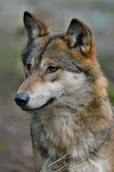 bezplatná Základová fotografie zdarma na téma canis lupus, detail, divočina Základová fotografie