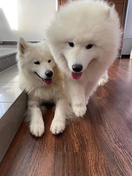 Barney pies samojed zdjecia cena rasa psa 5
