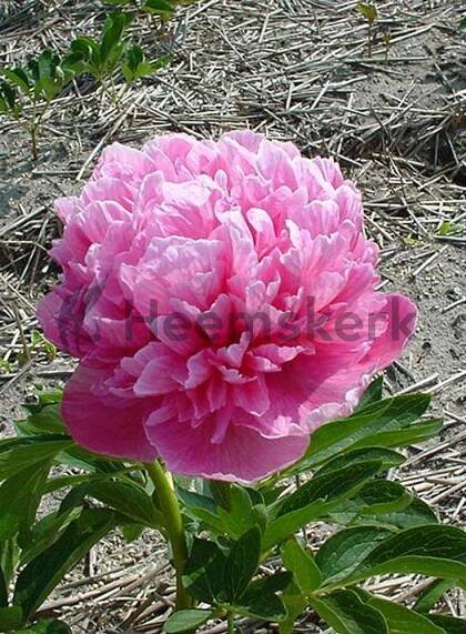 Officinalis Rosea Plena - Heemskerk Perennials