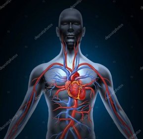 Stáhnout - Kardiovaskulární systém lidské cirkulace s srdeční anatomie od zdravého těla, izolované na bílém pozadí jako lékařská zdravotní péče symbol vnitřní cévní — Stock obrázek