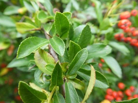 Hlohyně šarlatová Lalandei - větévka s listy (Pyracantha coccinea), listy