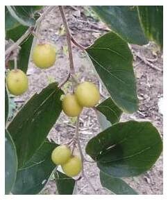 ZIZIPHUS mauritiana "Cicimek, Jujuba" 3 semena