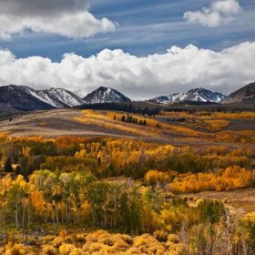How to Distinguish a Quaking Aspen From a White Birch