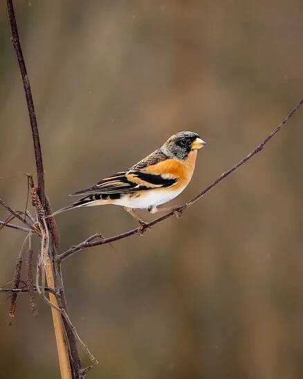 Bird watching Tour in Tallinn area- half- day tour Bird watching Tour in Tallinn area- half- day tour - Capture Estonia