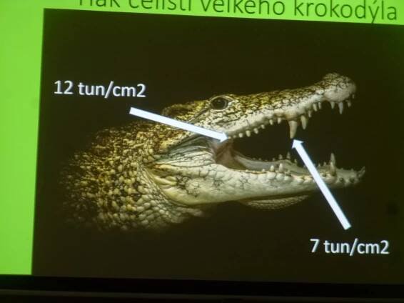 Přírodovědný kroužek (pokročilí) - Krokodýlí zoo v Holešovicích