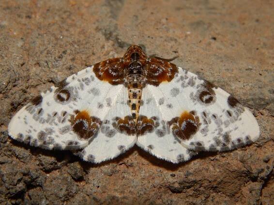 Abraxas leucostola