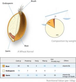 File:Wheat-kernel nutrition.png - Wikimedia Commons